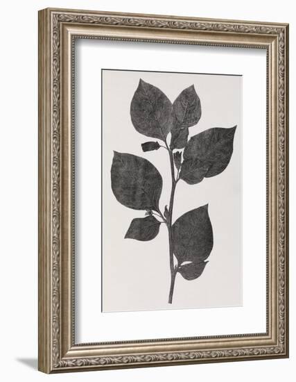 Deadly Nightshade, 19th Century Artwork-Middle Temple Library-Framed Photographic Print