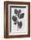 Deadly Nightshade, 19th Century Artwork-Middle Temple Library-Framed Photographic Print