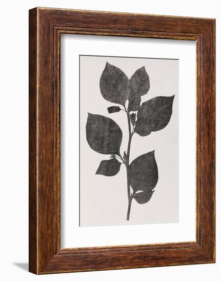 Deadly Nightshade, 19th Century Artwork-Middle Temple Library-Framed Photographic Print