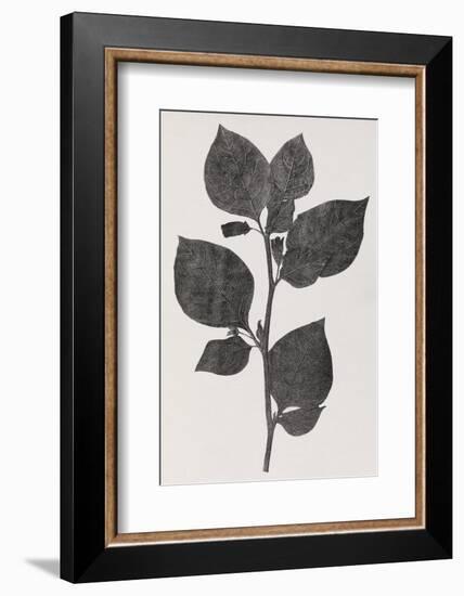 Deadly Nightshade, 19th Century Artwork-Middle Temple Library-Framed Photographic Print