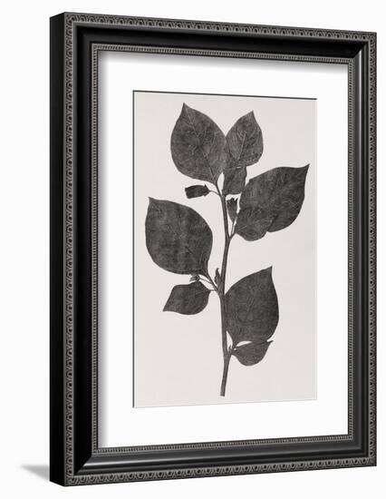 Deadly Nightshade, 19th Century Artwork-Middle Temple Library-Framed Photographic Print