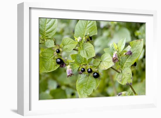 Deadly Nightshade (Atropa Belladonna)-Bob Gibbons-Framed Photographic Print