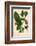 Deadly Nightshade-Hulton Archive-Framed Photographic Print