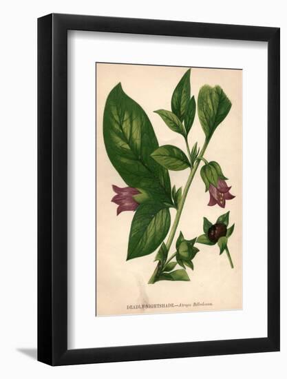 Deadly Nightshade-Hulton Archive-Framed Photographic Print