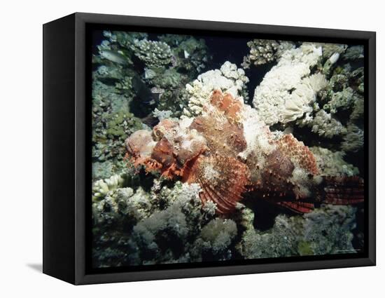 Deadly Stone Fish, off Sharm El-Sheikh, Sinai, Red Sea, Egypt, North Africa, Africa-Upperhall Ltd-Framed Premier Image Canvas