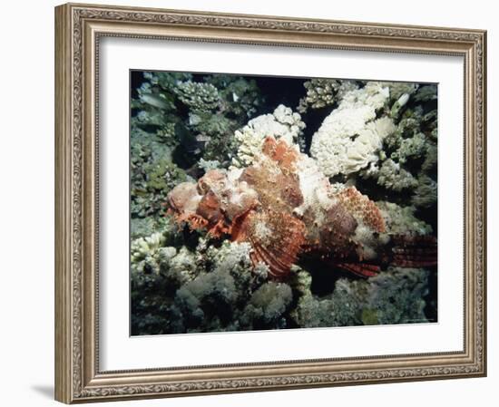 Deadly Stone Fish, off Sharm El-Sheikh, Sinai, Red Sea, Egypt, North Africa, Africa-Upperhall Ltd-Framed Photographic Print