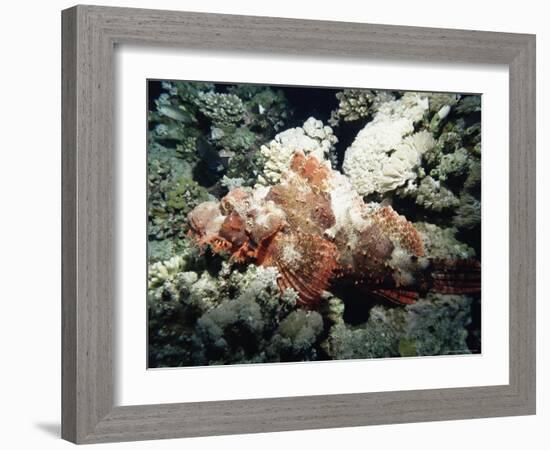 Deadly Stone Fish, off Sharm El-Sheikh, Sinai, Red Sea, Egypt, North Africa, Africa-Upperhall Ltd-Framed Photographic Print