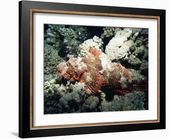 Deadly Stone Fish, off Sharm El-Sheikh, Sinai, Red Sea, Egypt, North Africa, Africa-Upperhall Ltd-Framed Photographic Print