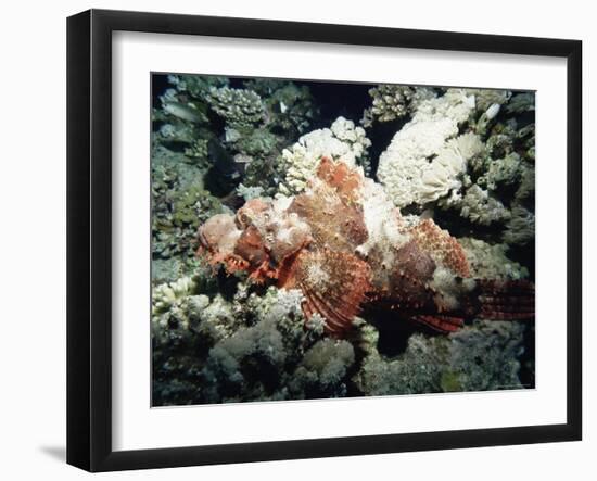 Deadly Stone Fish, off Sharm El-Sheikh, Sinai, Red Sea, Egypt, North Africa, Africa-Upperhall Ltd-Framed Photographic Print