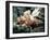 Deadly Stone Fish, off Sharm El-Sheikh, Sinai, Red Sea, Egypt, North Africa, Africa-Upperhall Ltd-Framed Photographic Print
