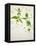 Deadnettle, Lamium Album, Stalk, Leaves, Blossoms, Green, White-Axel Killian-Framed Premier Image Canvas