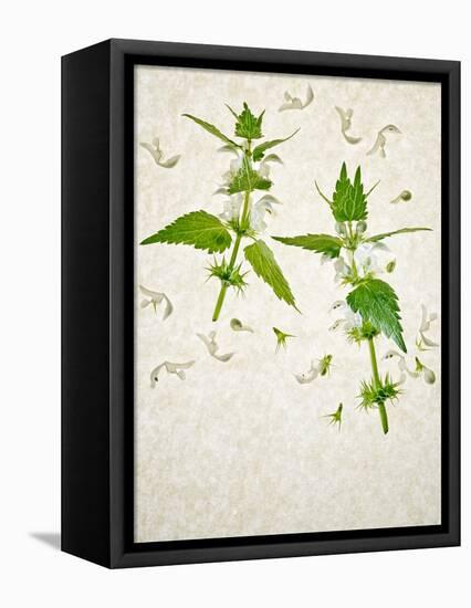 Deadnettle, Lamium Album, Stalk, Leaves, Blossoms, Green, White-Axel Killian-Framed Premier Image Canvas