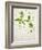 Deadnettle, Lamium Album, Stalk, Leaves, Blossoms, Green, White-Axel Killian-Framed Photographic Print