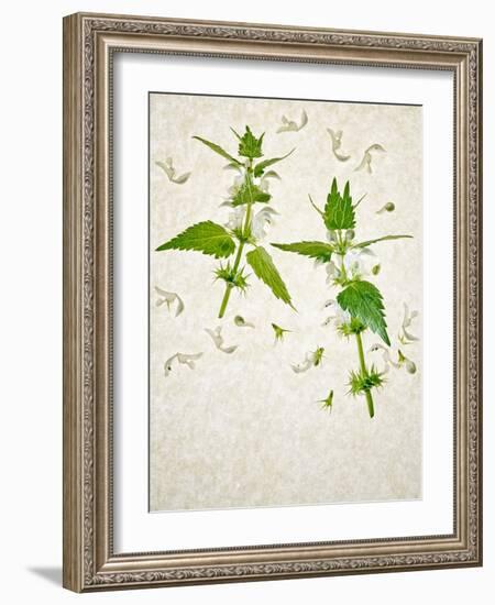 Deadnettle, Lamium Album, Stalk, Leaves, Blossoms, Green, White-Axel Killian-Framed Photographic Print