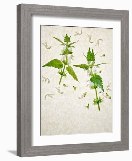 Deadnettle, Lamium Album, Stalk, Leaves, Blossoms, Green, White-Axel Killian-Framed Photographic Print