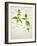 Deadnettle, Lamium Album, Stalk, Leaves, Blossoms, Green, White-Axel Killian-Framed Photographic Print