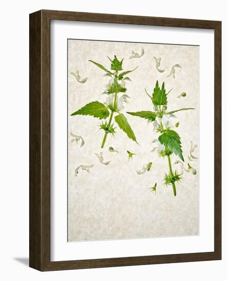 Deadnettle, Lamium Album, Stalk, Leaves, Blossoms, Green, White-Axel Killian-Framed Photographic Print