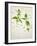 Deadnettle, Lamium Album, Stalk, Leaves, Blossoms, Green, White-Axel Killian-Framed Photographic Print