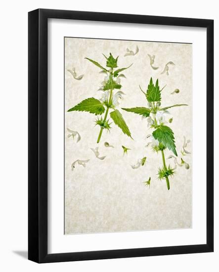 Deadnettle, Lamium Album, Stalk, Leaves, Blossoms, Green, White-Axel Killian-Framed Photographic Print