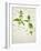 Deadnettle, Lamium Album, Stalk, Leaves, Blossoms, Green, White-Axel Killian-Framed Photographic Print