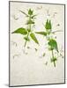 Deadnettle, Lamium Album, Stalk, Leaves, Blossoms, Green, White-Axel Killian-Mounted Photographic Print