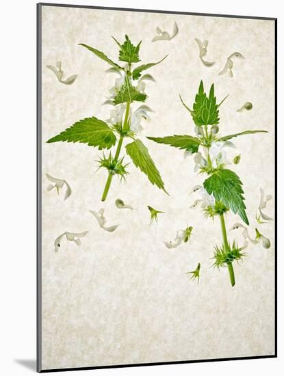 Deadnettle, Lamium Album, Stalk, Leaves, Blossoms, Green, White-Axel Killian-Mounted Photographic Print