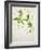 Deadnettle, Lamium Album, Stalk, Leaves, Blossoms, Green, White-Axel Killian-Framed Photographic Print