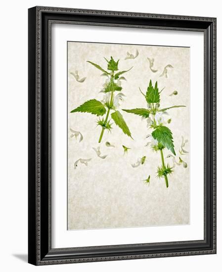 Deadnettle, Lamium Album, Stalk, Leaves, Blossoms, Green, White-Axel Killian-Framed Photographic Print