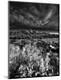 Photographic Print