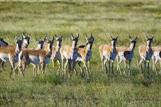 Pronghorn Antelope Herd-Dean Fikar-Photographic Print