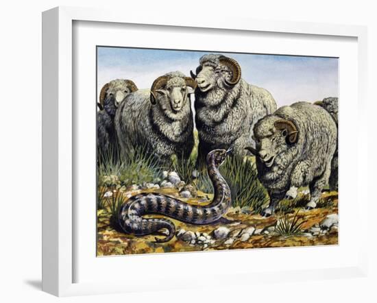 Death Adder (Acanthophis Antarcticus), Elapidae-null-Framed Giclee Print