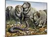 Death Adder (Acanthophis Antarcticus), Elapidae-null-Mounted Giclee Print