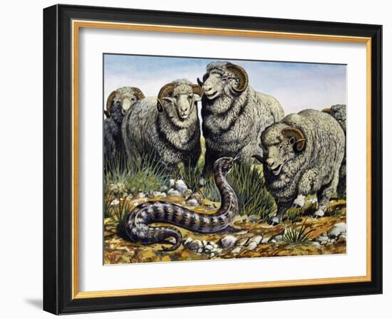 Death Adder (Acanthophis Antarcticus), Elapidae-null-Framed Giclee Print