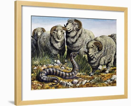 Death Adder (Acanthophis Antarcticus), Elapidae-null-Framed Giclee Print