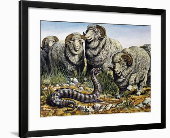 Death Adder (Acanthophis Antarcticus), Elapidae-null-Framed Giclee Print