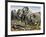 Death Adder (Acanthophis Antarcticus), Elapidae-null-Framed Giclee Print