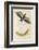 Death's Head Hawk Moth with its Caterpillar-null-Framed Art Print