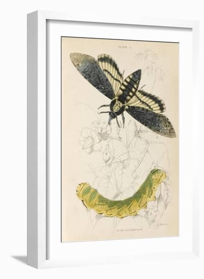 Death's Head Hawk Moth with its Caterpillar-null-Framed Art Print