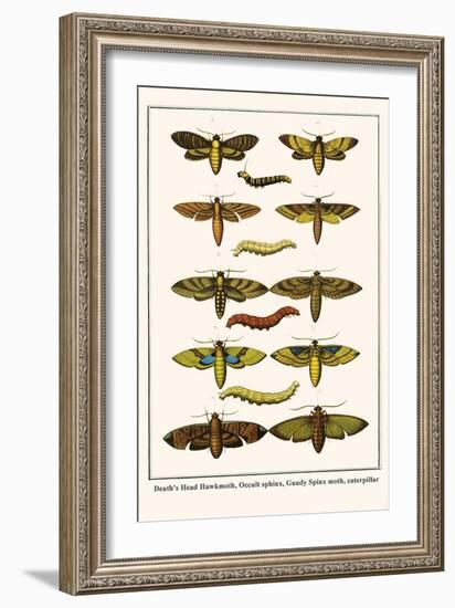 Death's Head Hawkmoth, Occult Sphinx, Guady Spinx Moth, Caterpillar-Albertus Seba-Framed Art Print