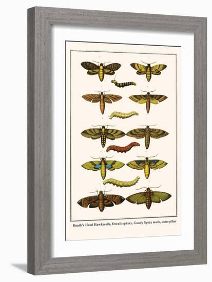 Death's Head Hawkmoth, Occult Sphinx, Guady Spinx Moth, Caterpillar-Albertus Seba-Framed Art Print