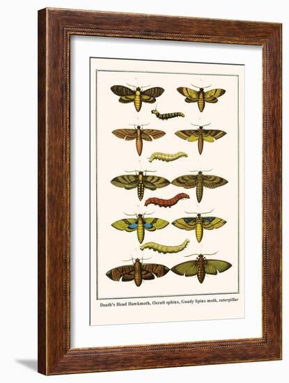 Death's Head Hawkmoth, Occult Sphinx, Guady Spinx Moth, Caterpillar-Albertus Seba-Framed Art Print