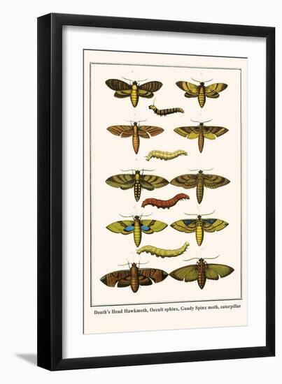 Death's Head Hawkmoth, Occult Sphinx, Guady Spinx Moth, Caterpillar-Albertus Seba-Framed Art Print