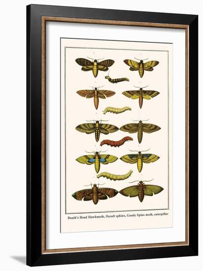 Death's Head Hawkmoth, Occult Sphinx, Guady Spinx Moth, Caterpillar-Albertus Seba-Framed Art Print