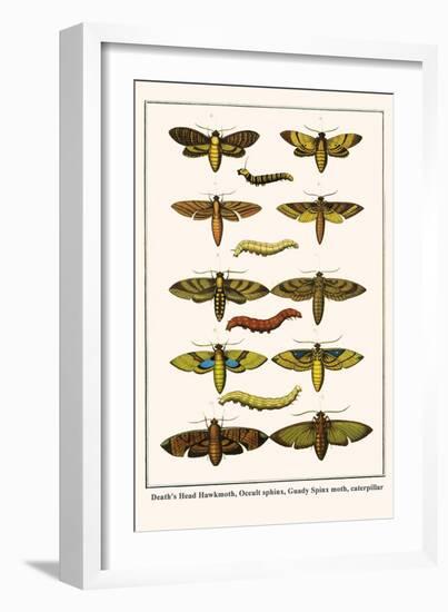 Death's Head Hawkmoth, Occult Sphinx, Guady Spinx Moth, Caterpillar-Albertus Seba-Framed Art Print