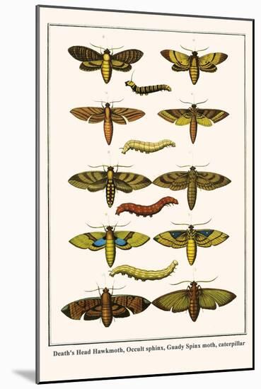 Death's Head Hawkmoth, Occult Sphinx, Guady Spinx Moth, Caterpillar-Albertus Seba-Mounted Art Print