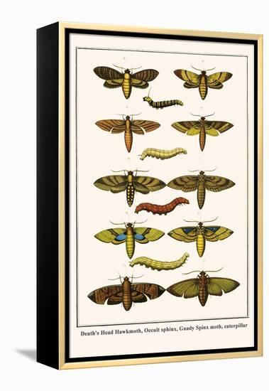 Death's Head Hawkmoth, Occult Sphinx, Guady Spinx Moth, Caterpillar-Albertus Seba-Framed Stretched Canvas