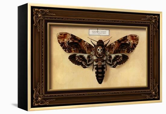 Death's Head Moth-Lantern Press-Framed Stretched Canvas