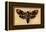 Death's Head Moth-Lantern Press-Framed Stretched Canvas