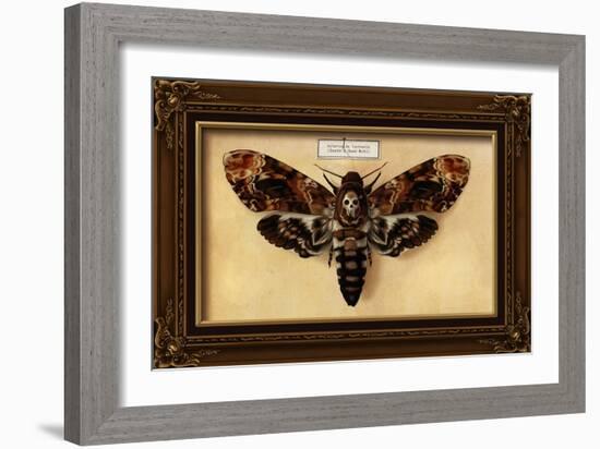 Death's Head Moth-Lantern Press-Framed Art Print