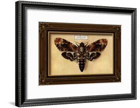 Death's Head Moth-Lantern Press-Framed Art Print